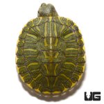 ug_new_baby_rio_grande_red_ear_slider_turtle_2.jpg