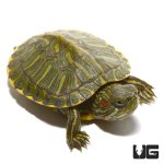 ug_new_baby_rio_grande_red_ear_slider_turtle_1.jpg