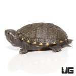 ug_baby_eastern_mud_turtle_4.jpg