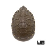 ug_baby_eastern_mud_turtle_3.jpg