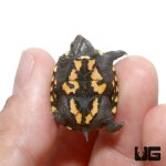 ug_baby_eastern_mud_turtle_2.jpg