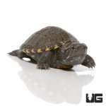 ug_baby_eastern_mud_turtle_1.jpg