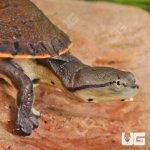 ug_Baby_Argentine_Sideneck_Turtle_6.jpg