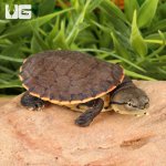 ug_Baby_Argentine_Sideneck_Turtle_5.jpg