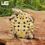 ug_Baby_Argentine_Sideneck_Turtle_4.jpg