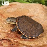 ug_Baby_Argentine_Sideneck_Turtle_3.jpg