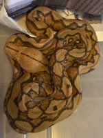 IMG_0515.jpeg