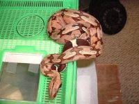 2004sipperlyMotherofmylitterat5monthsold.jpg