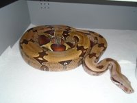 2017 Florida male.JPG