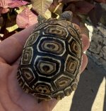 IMG_1790.jpeg