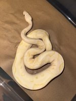 M-Pastel Enchi Banana Clown_s.jpg
