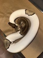 F-Mojave Pied_s.jpg