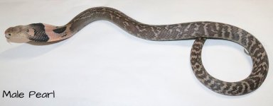 juv M Pearl.JPG
