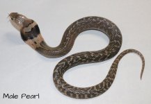 Pearl M.JPG