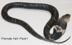het Pearl F.JPG