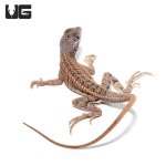 ug_malagasy_three_eyed_lizard_4.jpg