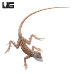 ug_malagasy_three_eyed_lizard_3.jpg