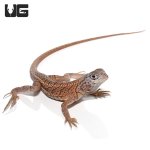 ug_malagasy_three_eyed_lizard_2.jpg