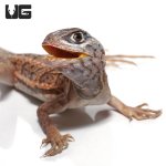 ug_malagasy_three_eyed_lizard_1.jpg