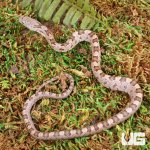 ug_Baby_Yellow_Ratsnake_4.jpg