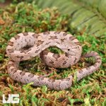 ug_Baby_Yellow_Ratsnake_3.jpg