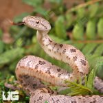 ug_Baby_Yellow_Ratsnake_2.jpg