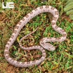 ug_Baby_Yellow_Ratsnake_1.jpg