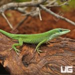 ug_Green_Anole_4.jpg