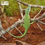 ug_Green_Anole_3.jpg