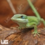 ug_Green_Anole_2.jpg
