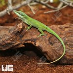 ug_Green_Anole_1.jpg
