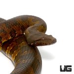 ug_531_viper_boa_1.jpg