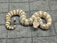 IMG_2253.jpeg