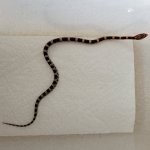 snake 3.jpg