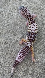 fuscus_2__97210.jpg