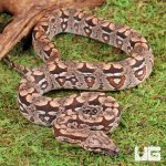 ug_Baby_Dumerils_Boa_#3_5.jpg