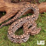 ug_Baby_Dumerils_Boa_#3_4.jpg