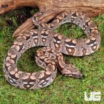 ug_Baby_Dumerils_Boa_#3_3.jpg