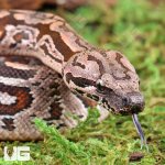ug_Baby_Dumerils_Boa_#3_2.jpg