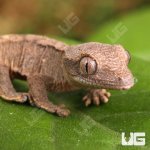 ug_Baby_Cappuccino_Crested_Gecko_4.jpg