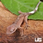 ug_Baby_Cappuccino_Crested_Gecko_3.jpg