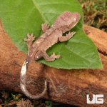 ug_Baby_Cappuccino_Crested_Gecko_2.jpg