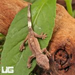 ug_Baby_Cappuccino_Crested_Gecko_1.jpg