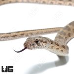 ug_Coin_Marked_Snake_4.jpg