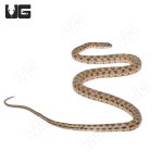 ug_Coin_Marked_Snake_3.jpg
