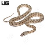 ug_Coin_Marked_Snake_2.jpg