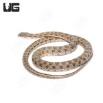 ug_Coin_Marked_Snake_1.jpg