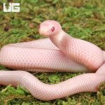 ug_Baby_Magenta_Brooks_Kingsnake_4.jpg
