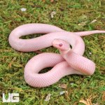 ug_Baby_Magenta_Brooks_Kingsnake_2.jpg