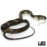 ug_guyana_ratsnake_smallest_4.jpg